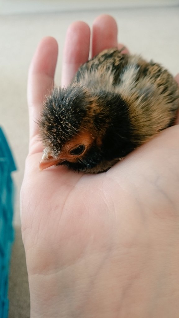 Steph_Social's tweet photo. It don't get much cuter than that #chickenowner https://t.co/LfDyw3cgpp