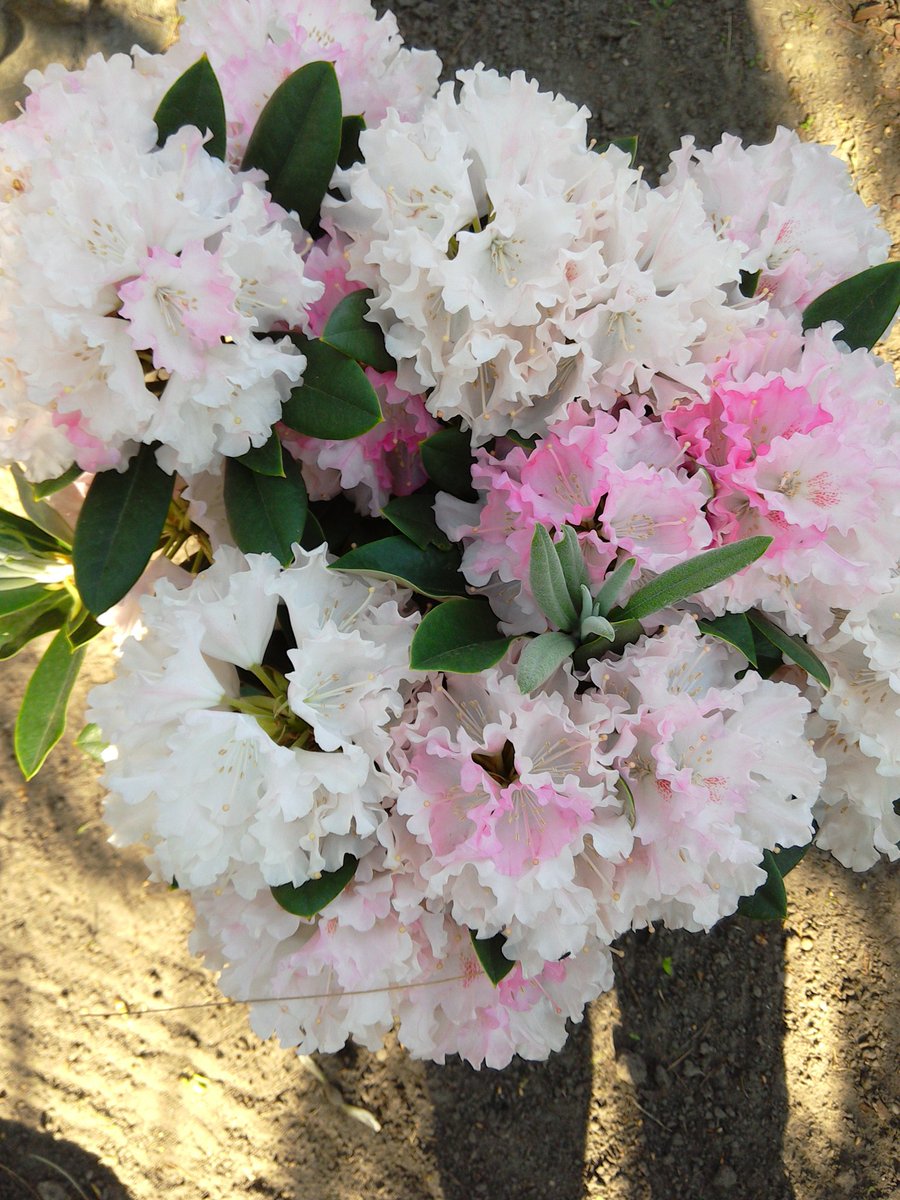 MariaGibaa4's tweet image. Wonderful Day....For You Lorraine 🌹🌹🌹🌹🌹