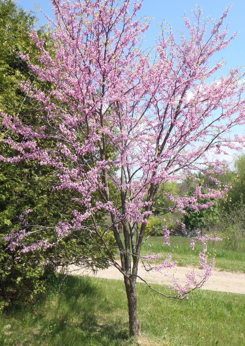 Pollinator Plants This Weekend At The #Aberfoyle Market in #Puslinch puslinchtoday.ca/2016/06/03/pol… @AberfoyleMarket
