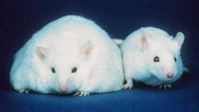 The_EARA's tweet photo. Include old and obese mice in cancer immunotherapy studies, argue scientists #animalresearch https://t.co/x6oT6VZZhA https://t.co/HQlptMICaA