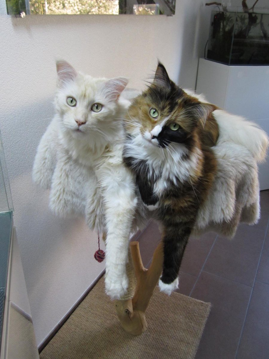 SurePetcare's tweet photo. And here are Soey and Diego. Aren't they gorgeous! #SurePet https://t.co/DnTMbvHW5V
