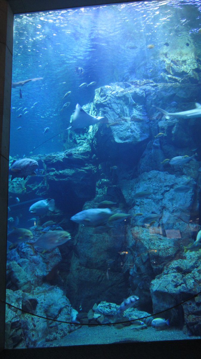 海水水族館のセットアップ手順