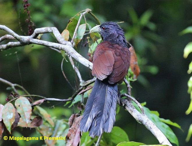 orientbirdclub's tweet photo. Oriental #birdoftheday Green-billed Coucal (C.chlororynchos)
OBC https://t.co/DZ3F0pHrDC
OBI https://t.co/uu2UdwrR1Y https://t.co/VZdvk2E7jA