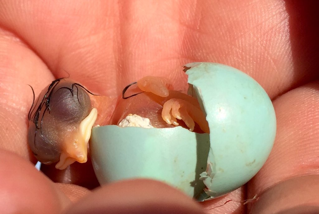 coereba's tweet image. So yesterday I watched a baby Western Bluebird hatch. Now I'm *really* emotionally attached. #AZBirdCamp