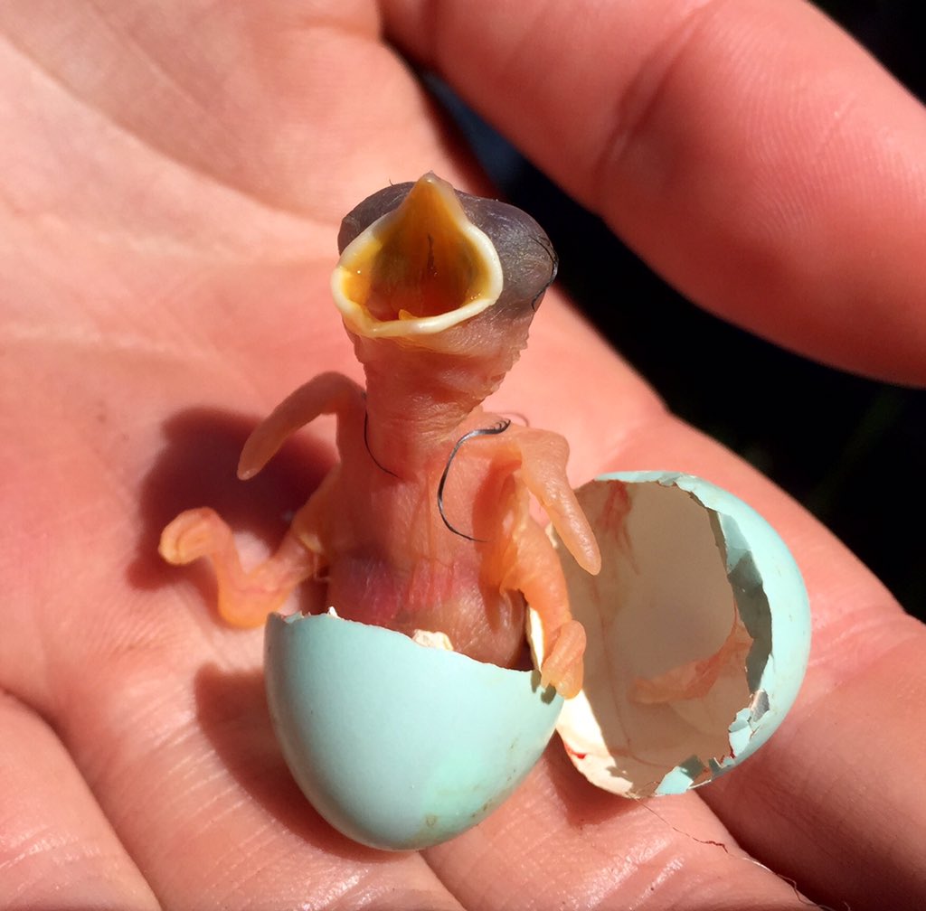 coereba's tweet image. So yesterday I watched a baby Western Bluebird hatch. Now I'm *really* emotionally attached. #AZBirdCamp