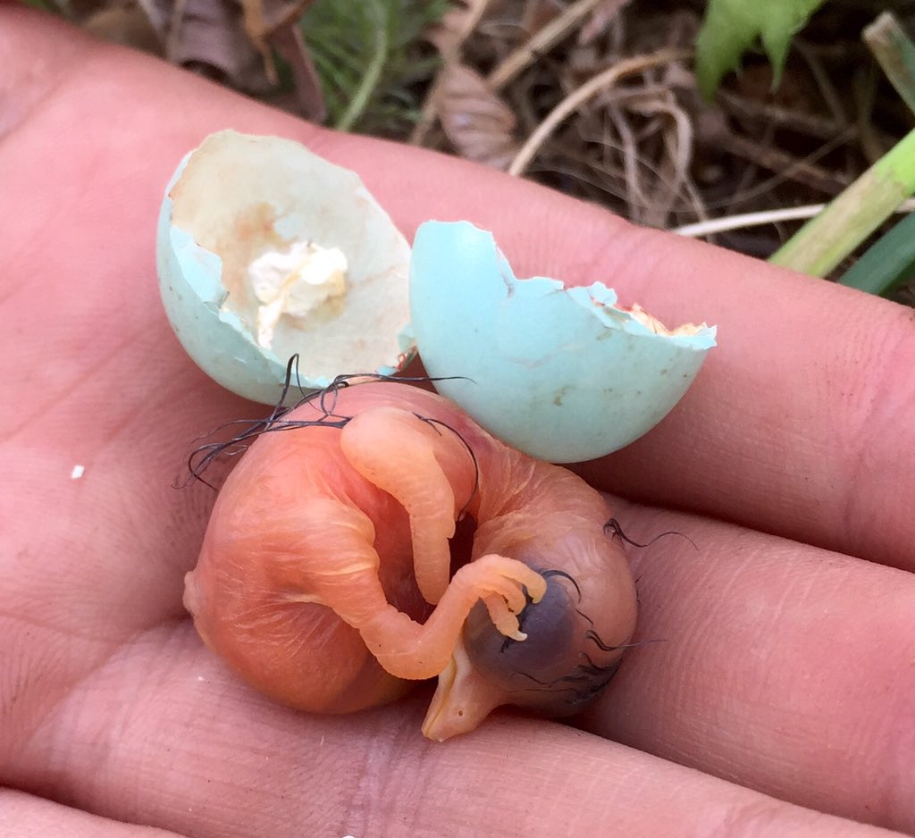 coereba's tweet image. So yesterday I watched a baby Western Bluebird hatch. Now I'm *really* emotionally attached. #AZBirdCamp