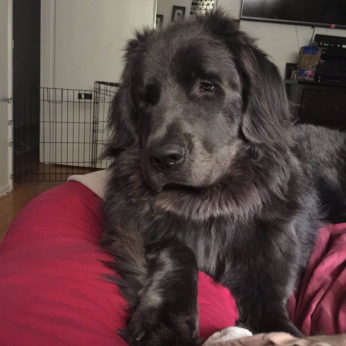 GNewfie's tweet photo. "I'm an alarm clock as well!" https://t.co/rSBNl3l2sI