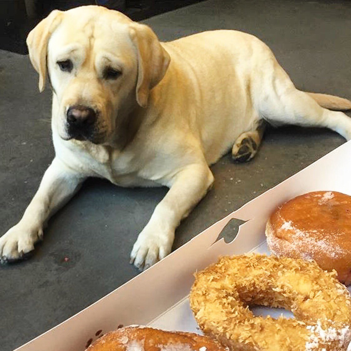 BmoreWaterTaxi's tweet photo. Timber is celebrating #nationaldoughnutday ! #watertaxi #bmorewatertaxi #timberbwt #watertaxidog #officedog https://t.co/Af8XdOxZwv