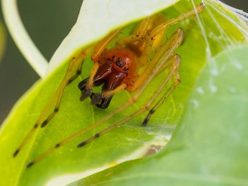 蜘蛛の子供を母親が食べる 母親を子供が食べる 蜘蛛研究室