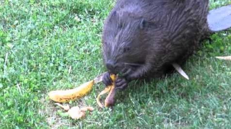 Beaver_IN_EU's tweet photo. Beavers even like bananas. But they don't care if they're bendy or not. #VoteBeaver #StrongerIn https://t.co/545rXzOxdn