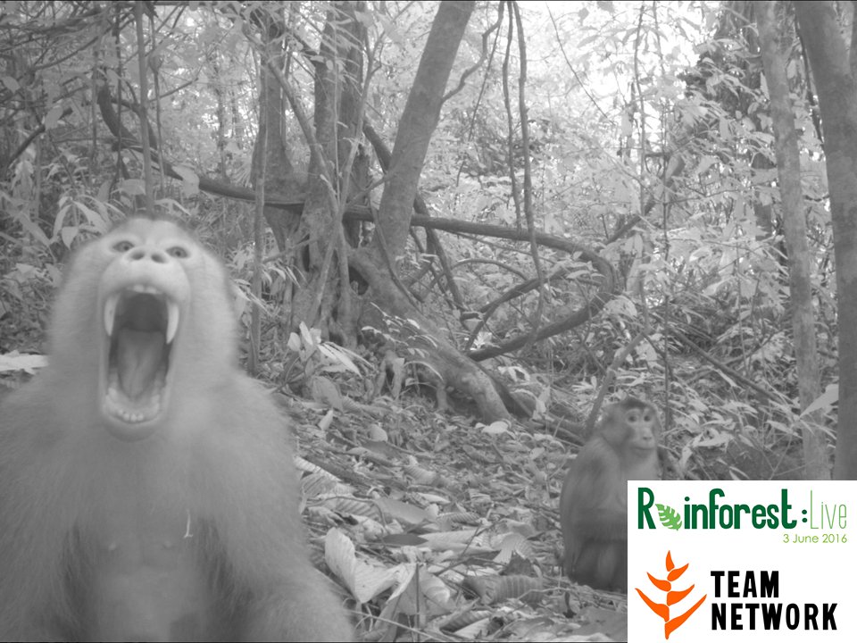 Listen up! Today is a day to celebrate rainforests and the wildlife they contain! #rainforestlive