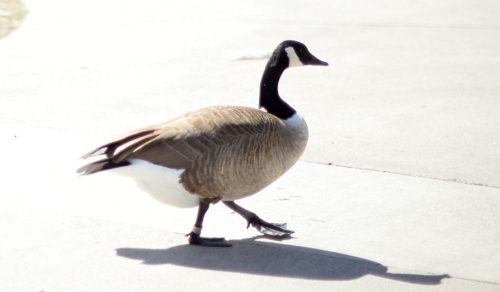WeedilyDeedily's tweet photo. Arvada neighbors worry about goose nesting at King Soopers | https://t.co/0cdWuyNmfr #Solpride https://t.co/NadWbTwH4E