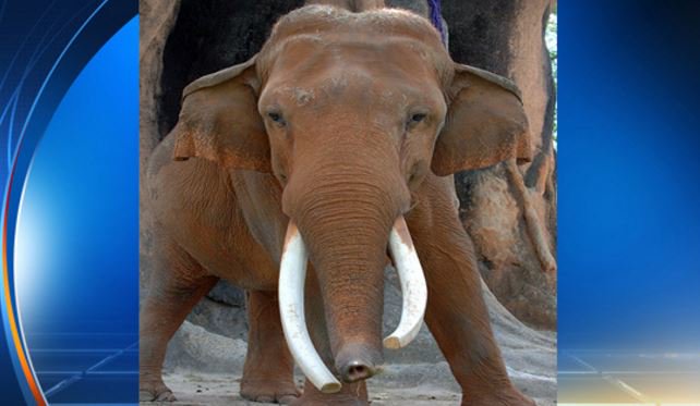 Asian elephant celebrates 50th Birthday at @zoomiami. bit.ly/1UBaq4Q https://t.co/6zCiwKqtxR