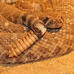 AAAAAA3063000's tweet photo. @mayoetmoutardee 
Voilà, le crotale est le serpent à sonnettes https://t.co/zkdw0mT3RR
