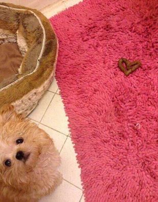 ePerroscom's tweet photo. Esto es #amor no os parece? https://t.co/HkjGE2VBYY