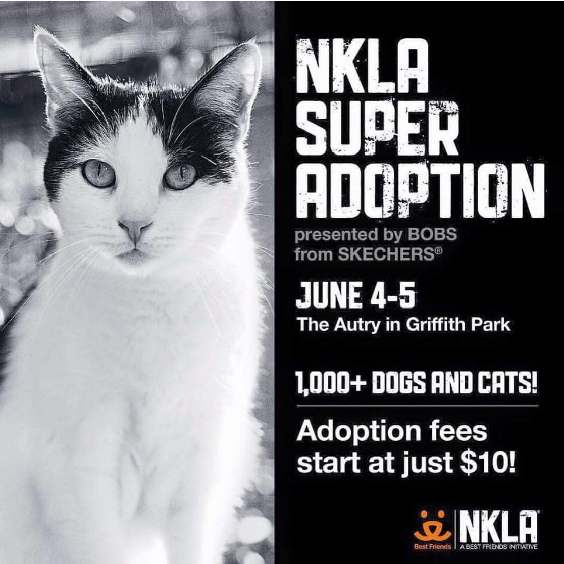 campclinics's tweet photo. #SNPLA will have the cutest #kittens at the #NKLA adoption event this weekend at the #Autry! #someow #adoptdontshop https://t.co/dx5taXesmg