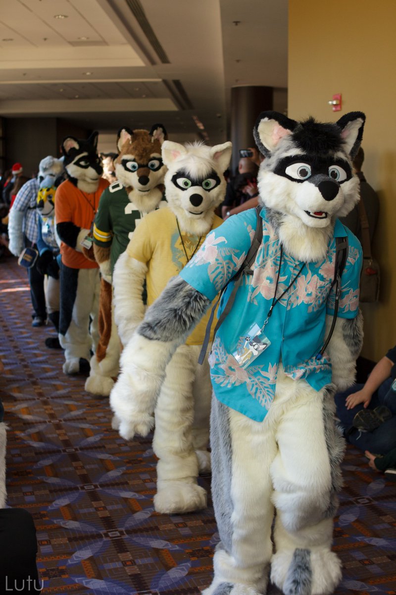 FurriesUTR's tweet photo. So many Huscoons! at #MFF15 (Pic by @Lutufur) https://t.co/ZNqegDXbaK