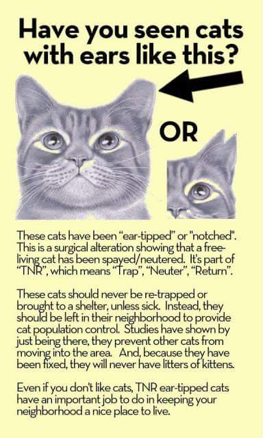 300_Felines's tweet photo. https://t.co/QrcK9bDHZg