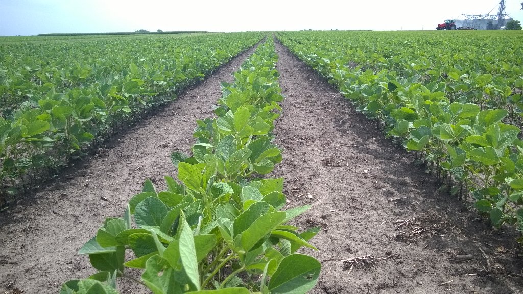 BASFAgronomist's tweet photo. March 21 planted soybeans flowering. Early planting = Earlier Flowering = More podding sites = Higher Yields https://t.co/iu6IJJurUx