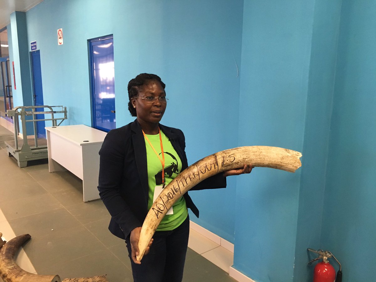 UNEP's tweet image. Ivory seized in Cuando-Cubango from 11 elephants killed 2015-16. Albertina Nzuzi, Angola @CITES focal point #WED2016
