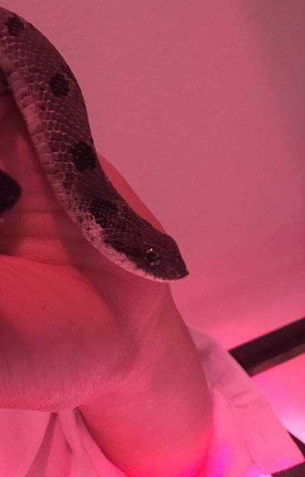Emails today with a venomous snake as a bracelet 😈💅🏻🐍 #hognose https://t.co/xT9zR6UnjB<a href="/tag/hognose"class="tags"><span>#hognose</span></a>