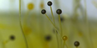 Joint Genome Institute tweet media