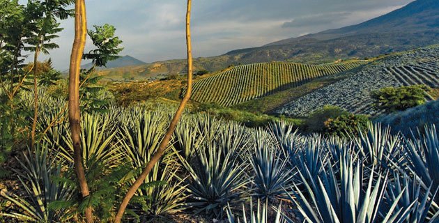 RevistaVivaMex's tweet photo. Destino mágico rodeado de campos de agave y antiguas haciendas destileras #Tequila #Jalisco #VíveJalisco #ViveMéxico https://t.co/J4B9sYmnKM