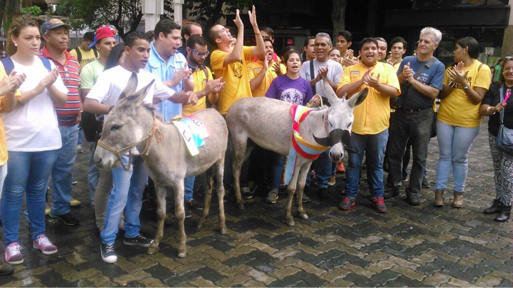rctv's tweet photo. Primero Justicia protesta, en Sabana Grande, con dos burros que piden revocatorio. https://t.co/ydNlmpC8Ae