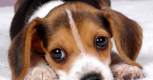 resharelist's tweet image. The 120 Cutest Puppy GIFs Ever resharelist.com/cute-puppy-gif…