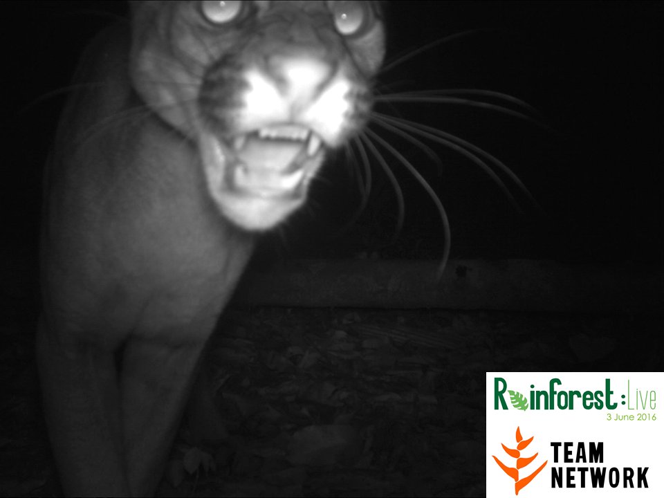 Pumas, like the one seen here, have more names than any other animal--over 40 in English alone! #rainforestlive