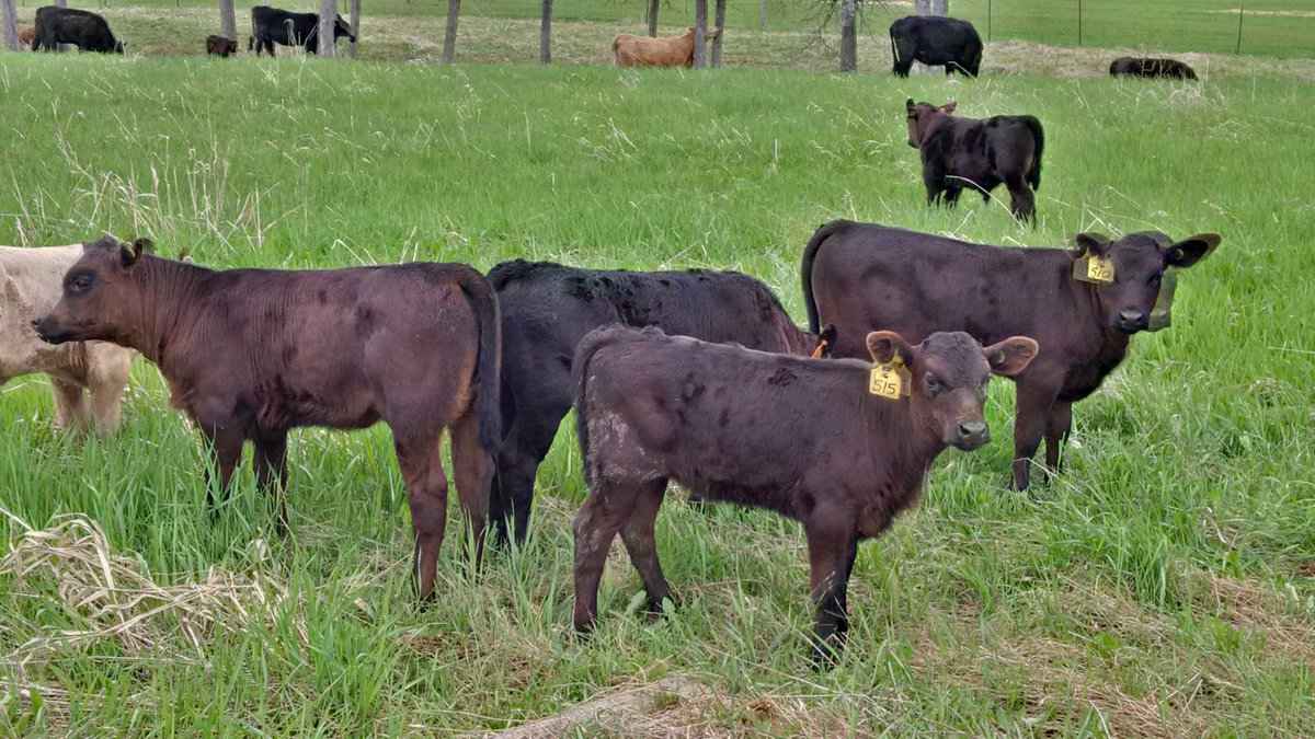 #Kapuskasing. Lots of grass. Calves growing. <a href="/SummerStation/">Andrew Gordanier</a> <a href="/OntarioBeef/">Ontario Beef</a> #agnorthon @kapuskasingedc