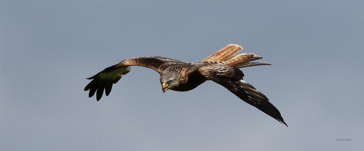 ItsMeTinaD's tweet photo. In stormy skies I spent an incredible few hours watching these Red Kites,flying,swooping &amp; tumbling. https://t.co/vOysVp6ruW