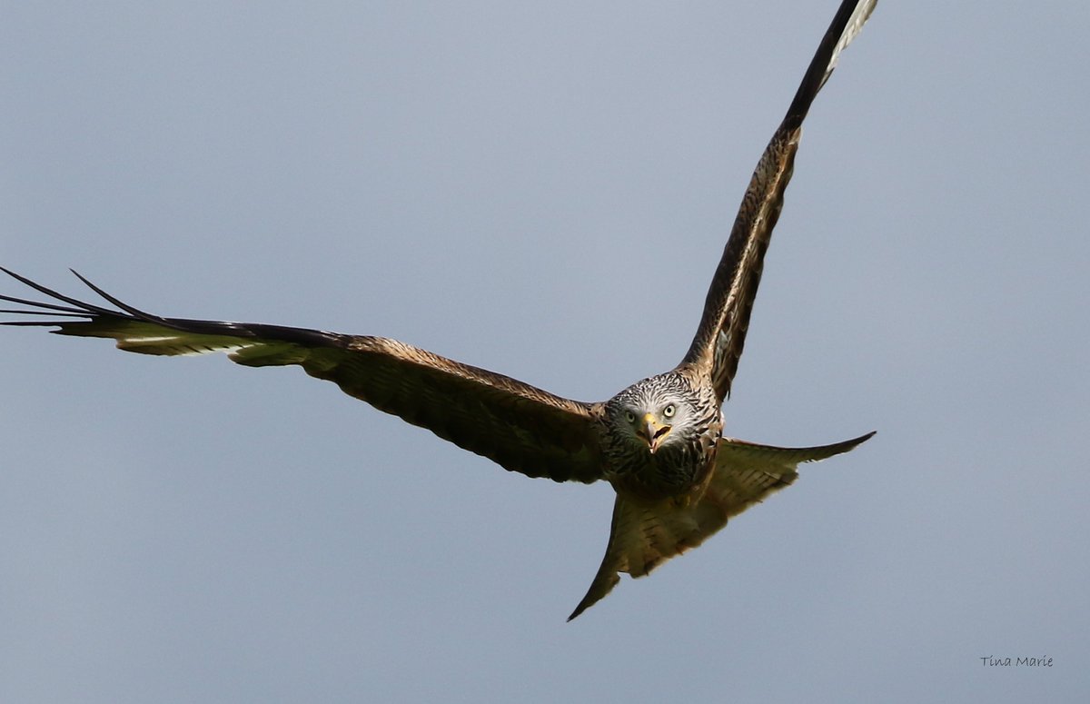 ItsMeTinaD's tweet photo. In stormy skies I spent an incredible few hours watching these Red Kites,flying,swooping &amp; tumbling. https://t.co/vOysVp6ruW