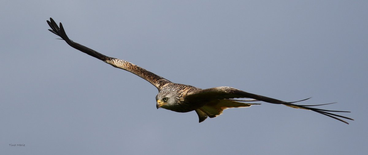 ItsMeTinaD's tweet photo. In stormy skies I spent an incredible few hours watching these Red Kites,flying,swooping &amp; tumbling. https://t.co/vOysVp6ruW
