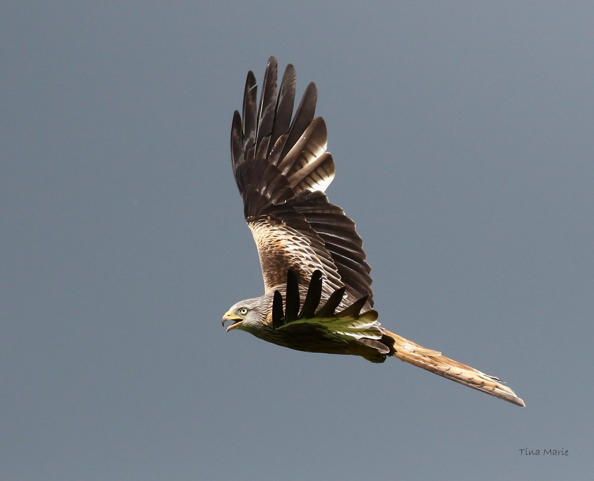 ItsMeTinaD's tweet photo. In stormy skies I spent an incredible few hours watching these Red Kites,flying,swooping &amp; tumbling. https://t.co/vOysVp6ruW