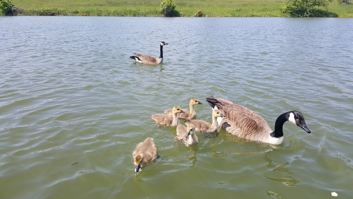 incubatorsorg's tweet photo. Update on the #worldslargestnest! All are doing well, exploring and loving the lake! So stinking cute! https://t.co/aUOvfyIb3L