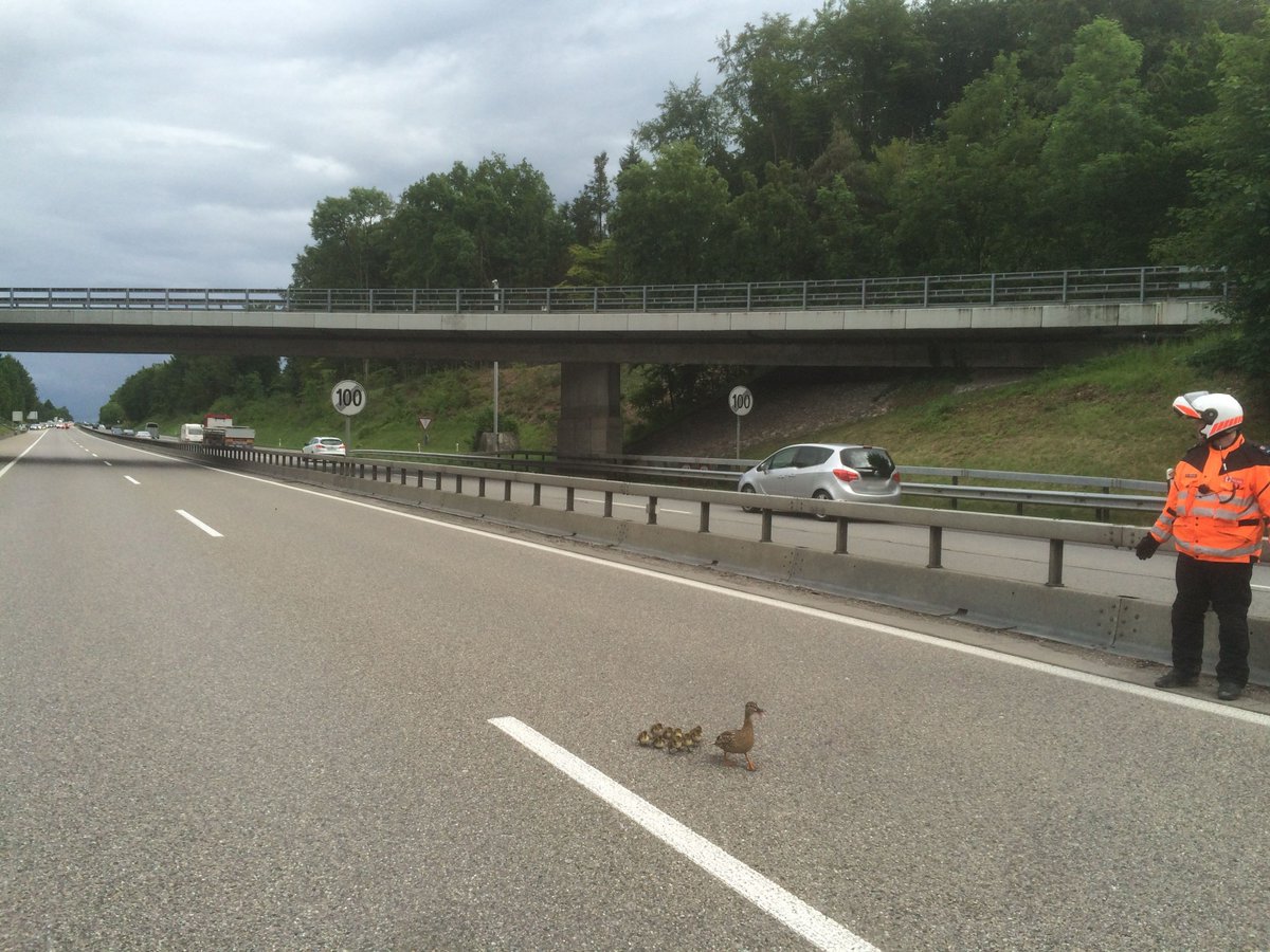 PoliceBern's tweet image. Autobahn A6 Höhe Muri musste um 1830 Uhr kurzzeitig gesperrt
werden. Sorry für Umstände. Ente gut - alles gut.