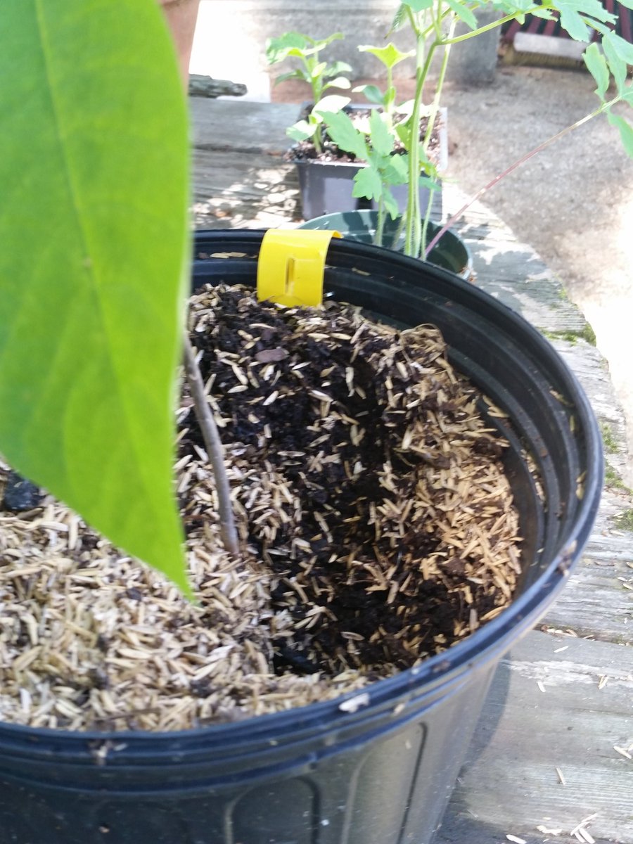 BlueHenLauraJ's tweet photo. #squirrelsgetoutofmyplant https://t.co/q5ANTkuxdy