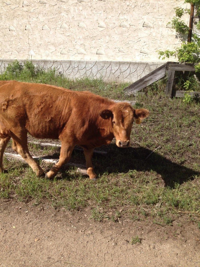 ItsmeAaron2266's tweet photo. @PantherpinkM Ann and her friends are really good lawnmowers but they leave big presents #cowbombs https://t.co/oqJimiXVWo