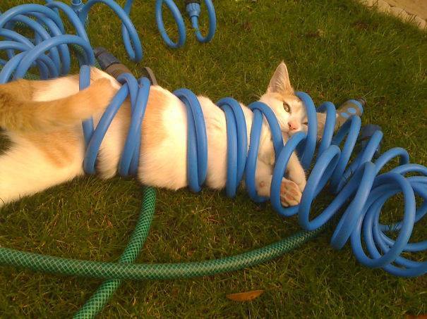 catnipapp1's tweet image. Those #hoses are #tricky. #happy #kitty #day #CatsOfTwitter #funny #cats #lolcat #kittens #meow #lol