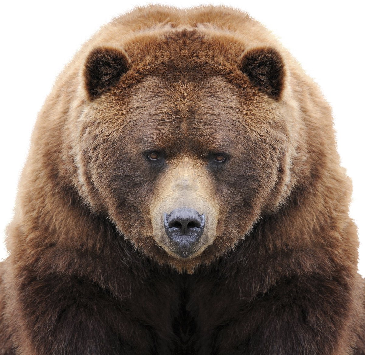 Alberta Fish & Game tweet media