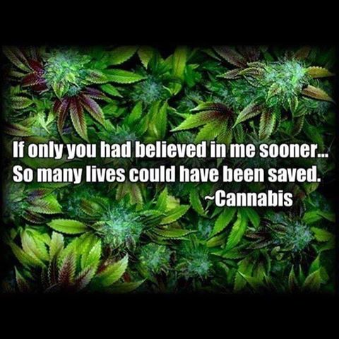 cannafo's tweet photo. Many of us were with you all along! Get in the know with https://t.co/Gr0V3UhYjw! RT if you were there too! https://t.co/C1sudEWAkc