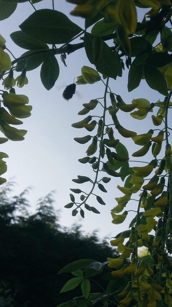 NatureIreland's tweet photo. Keeping the bees well fed! https://t.co/Zxkeh2gSc1