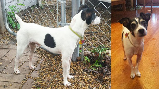 Hey, #SiouxCity - anyone got room in their heart and home for Frisky from <a href="/NHAnimalRescue/">Noah's Hope</a>? bit.ly/1srWCQU