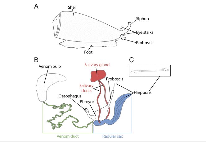 Femorale Shells on Twitter: