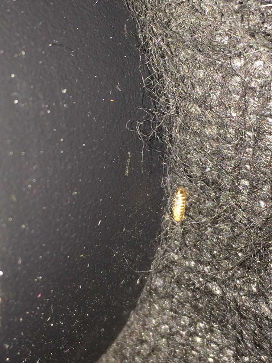 pestcontrolbugs's tweet image. Carpet beetles! Person thought they were bed bugs! Lol! abugguy.com