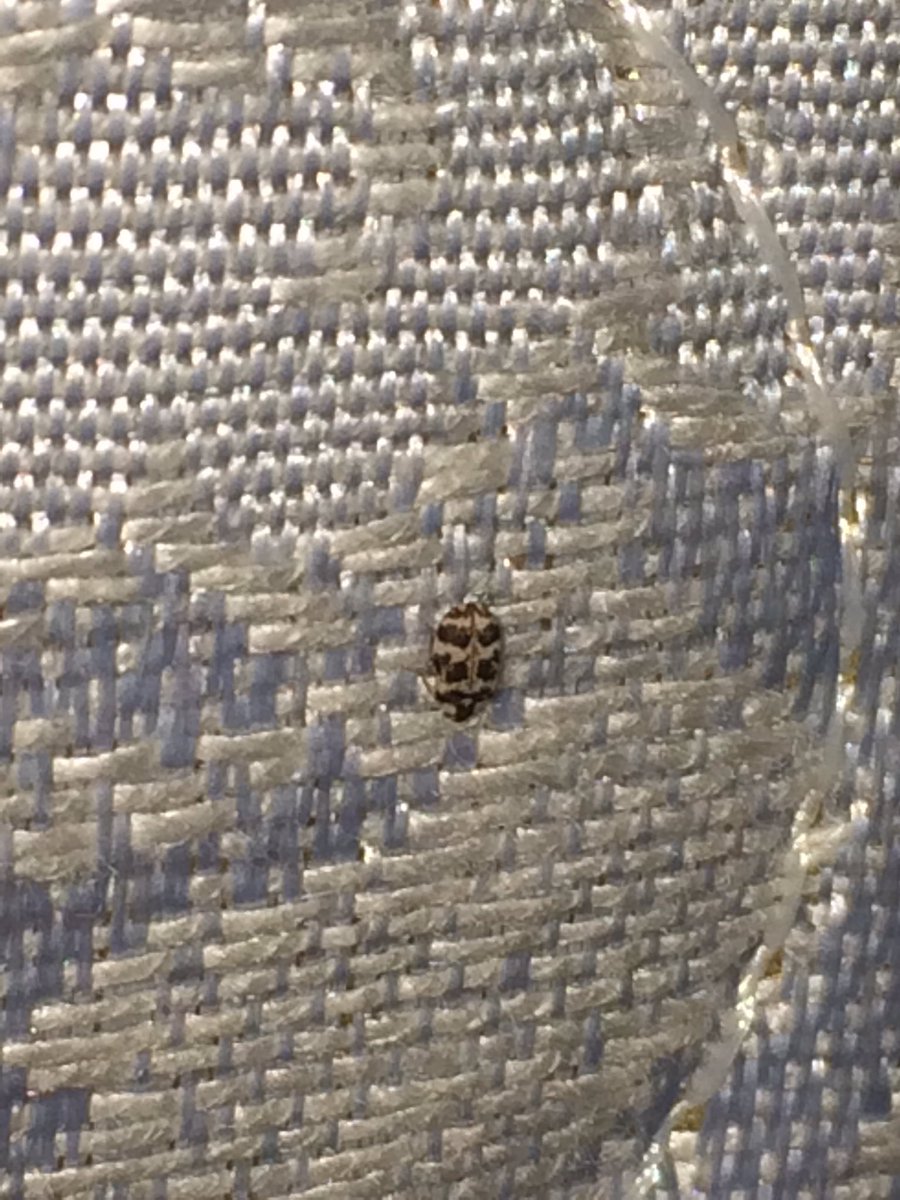 pestcontrolbugs's tweet image. Carpet beetles! Person thought they were bed bugs! Lol! abugguy.com