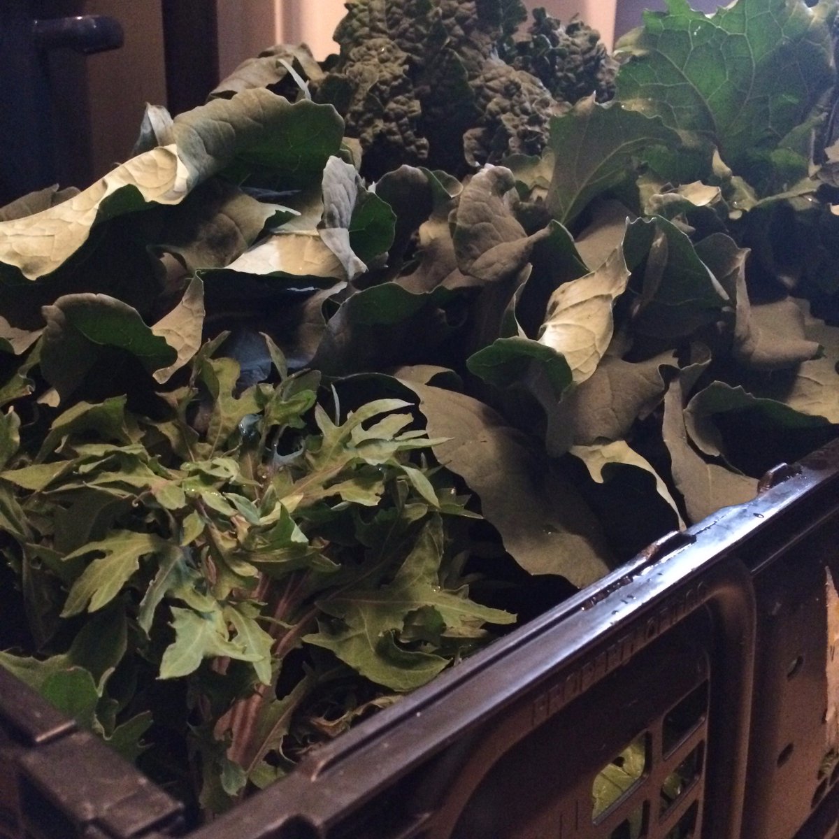 Competition turns #fierce among ladies at the #portlandhomesteadsupply when free #kale is involved... #eatyourgreens