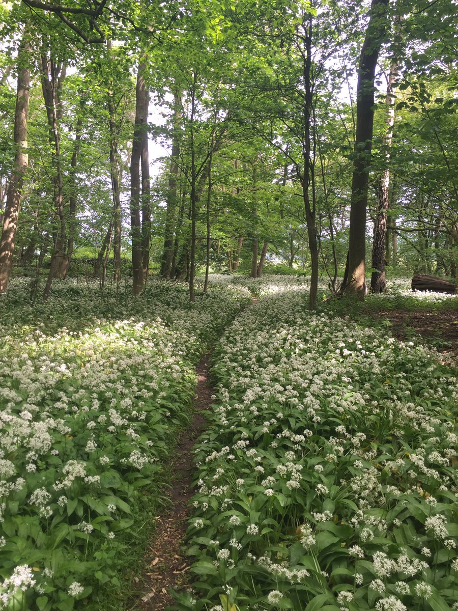 @Dyslexiaaware and in fab #hambletonhills @CastleHowardEst 🤗