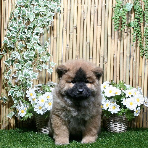 Chow Chow (@Chow_Chow_Pups) / Posts / X